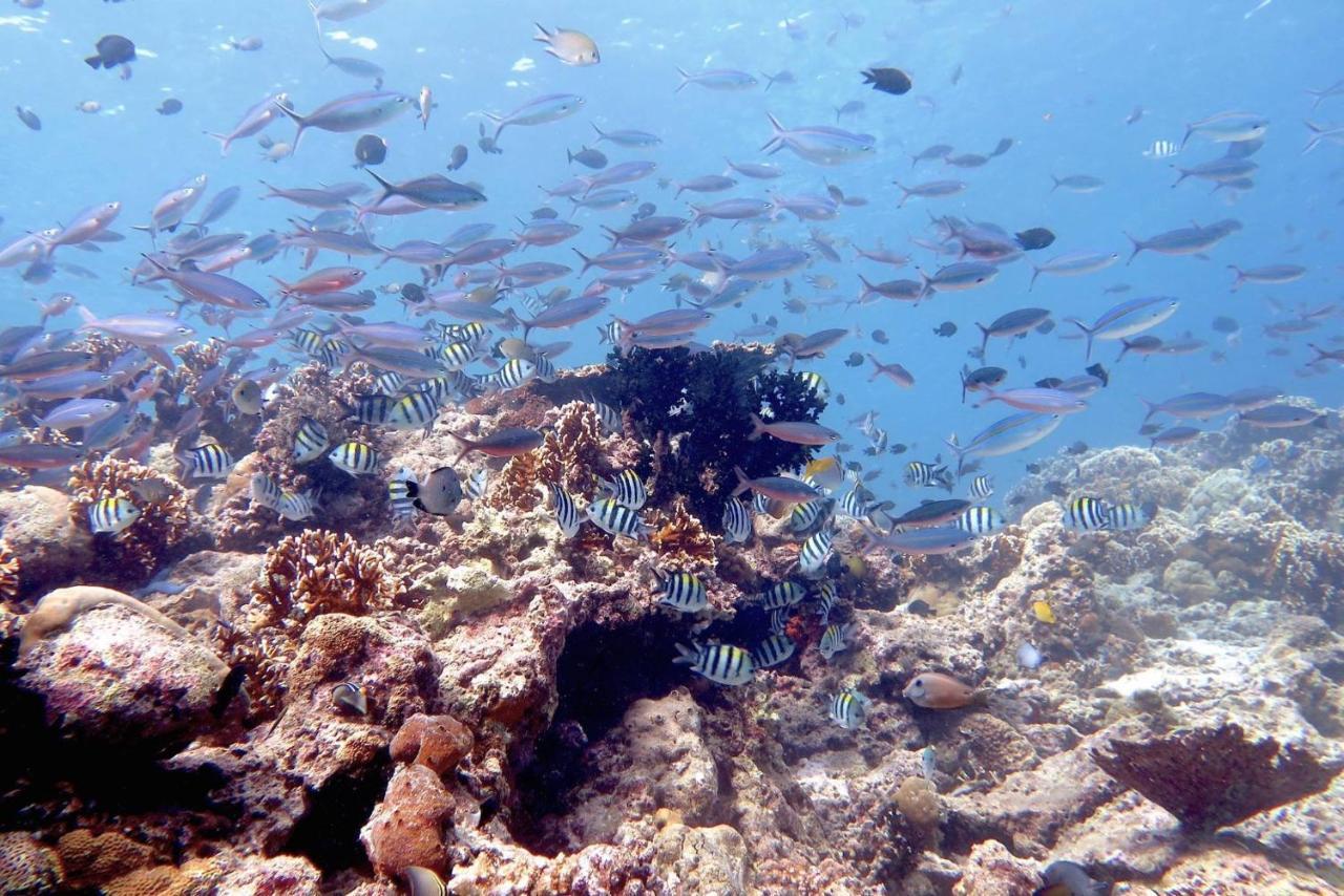 Maleo Moyo Hotel & Dive Resort Moyo Island Εξωτερικό φωτογραφία